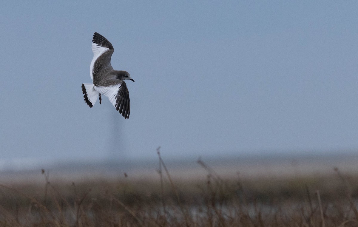 racek Sabinův - ML642559501