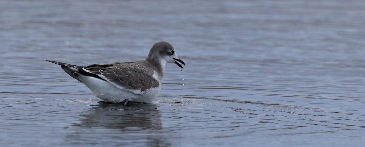 racek Sabinův - ML642559502