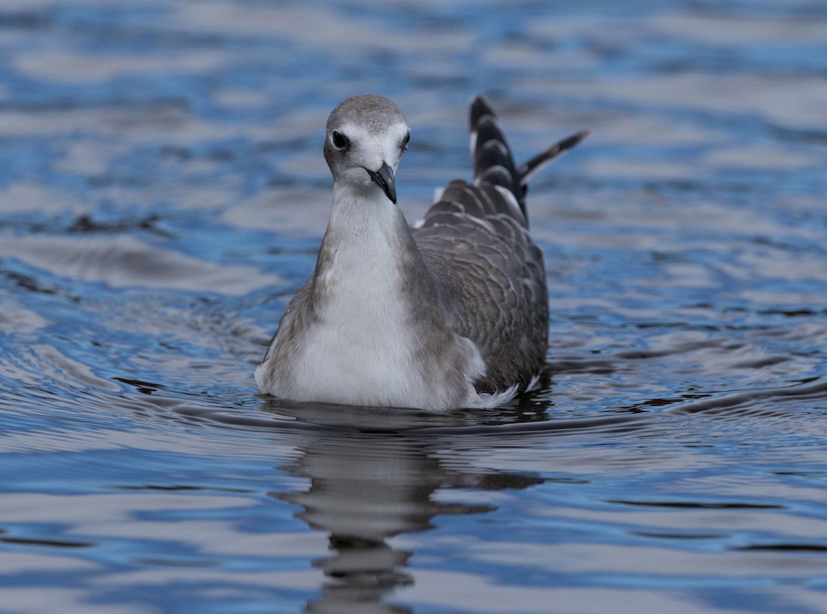 racek Sabinův - ML642559503