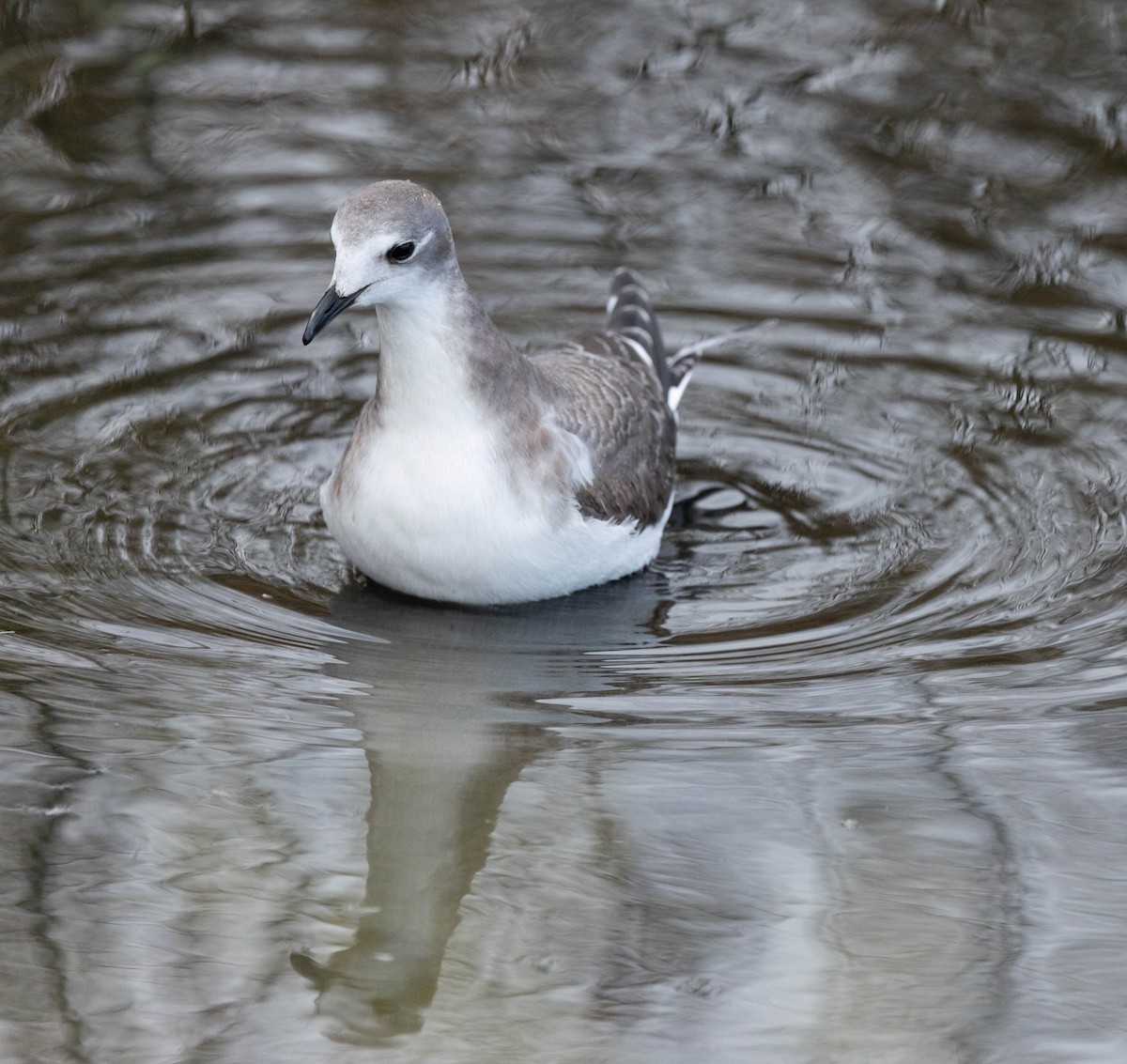 racek Sabinův - ML642559504