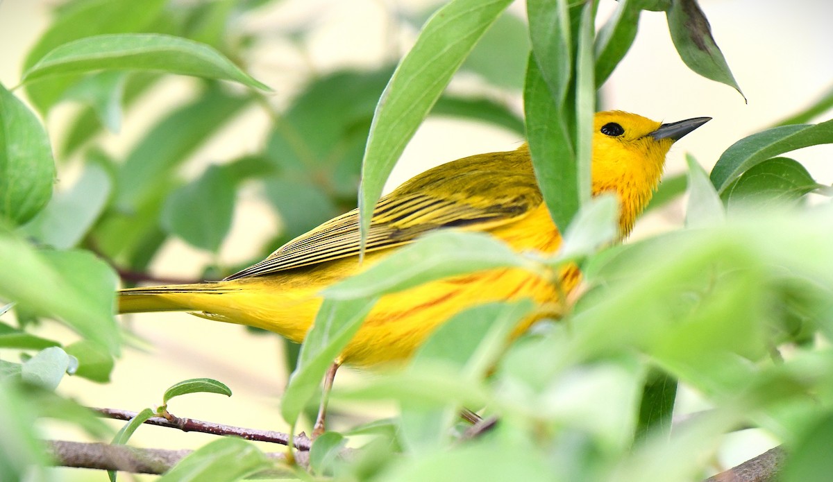 Yellow Warbler - ML642559506