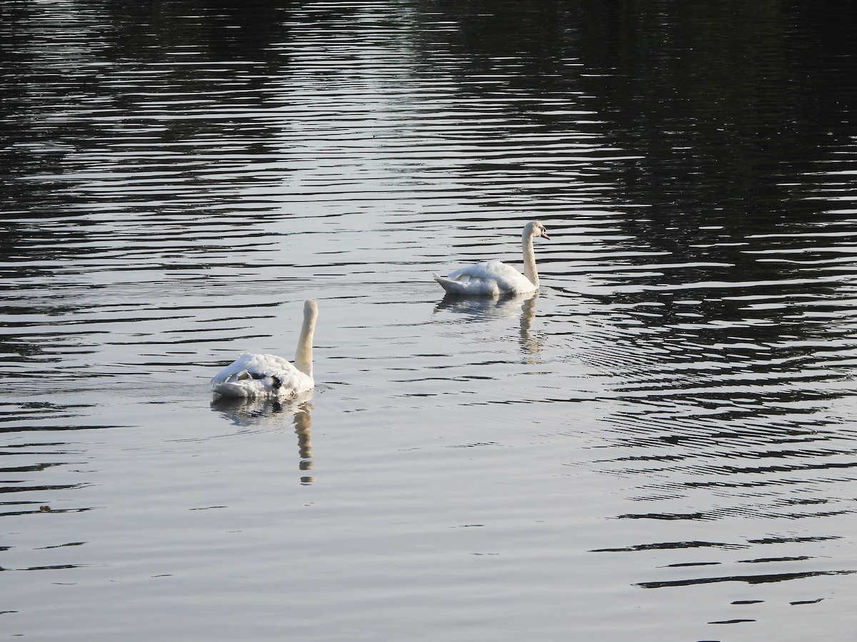Mute Swan - ML642559533