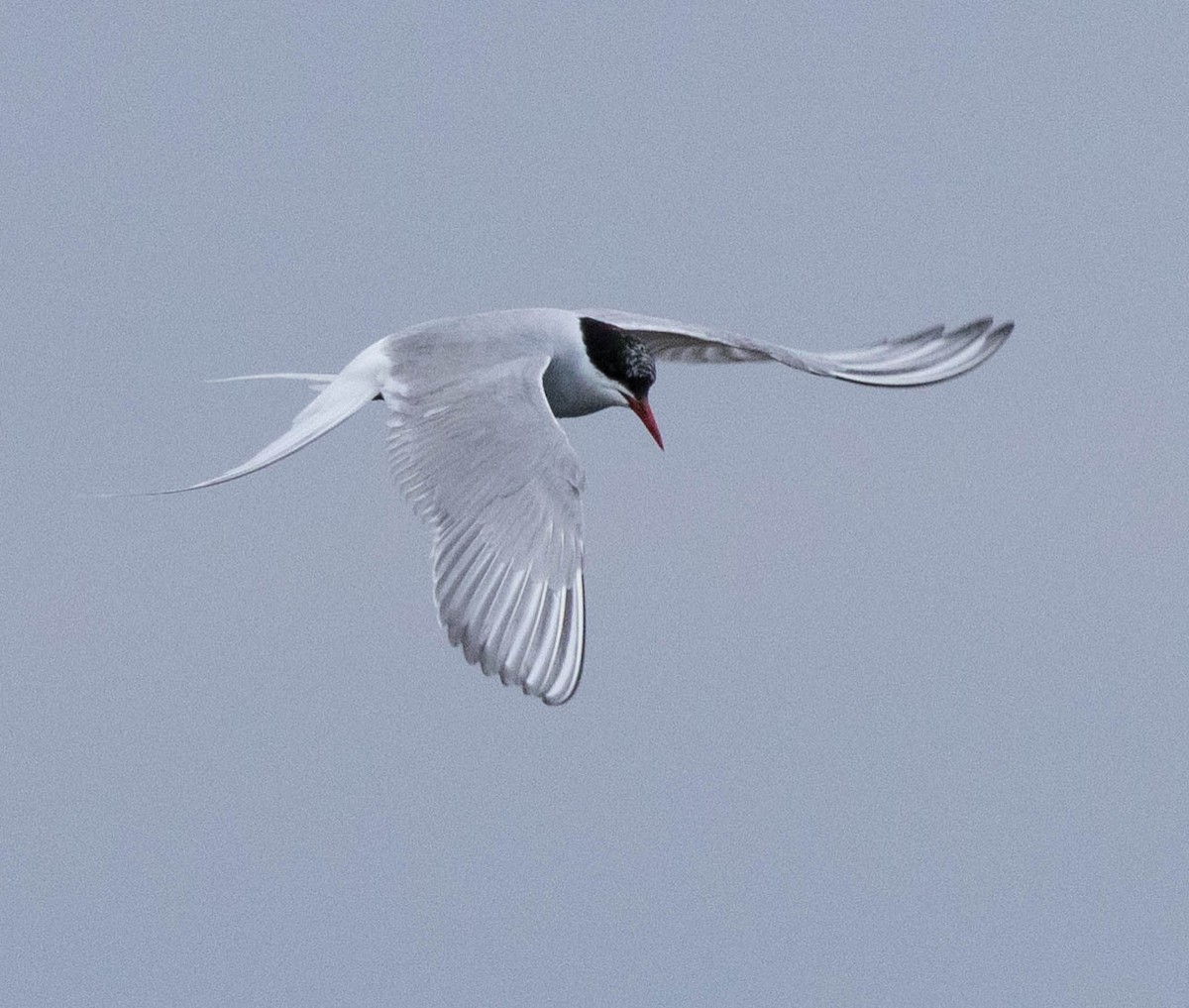 rybák dlouhoocasý - ML642559553