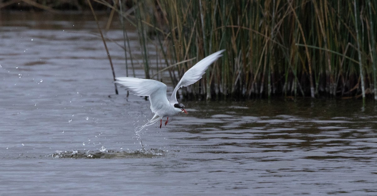 rybák dlouhoocasý - ML642559554