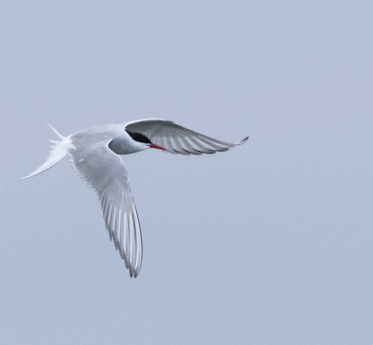 rybák dlouhoocasý - ML642559555