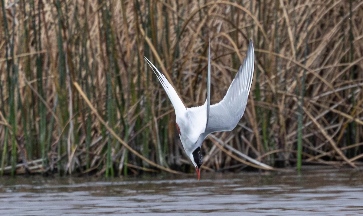 rybák dlouhoocasý - ML642559556