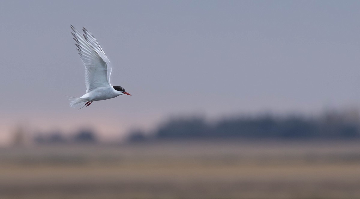 rybák dlouhoocasý - ML642559557