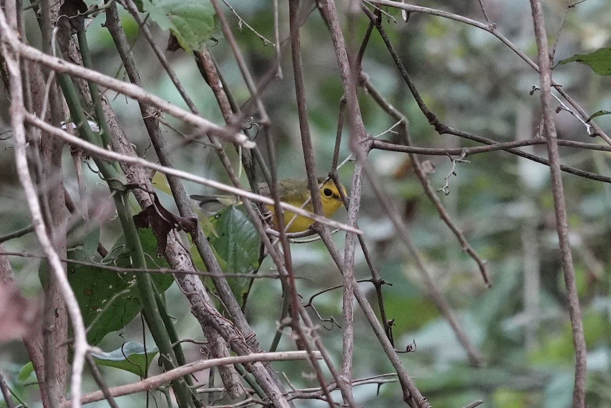 Hooded Warbler - ML642559580