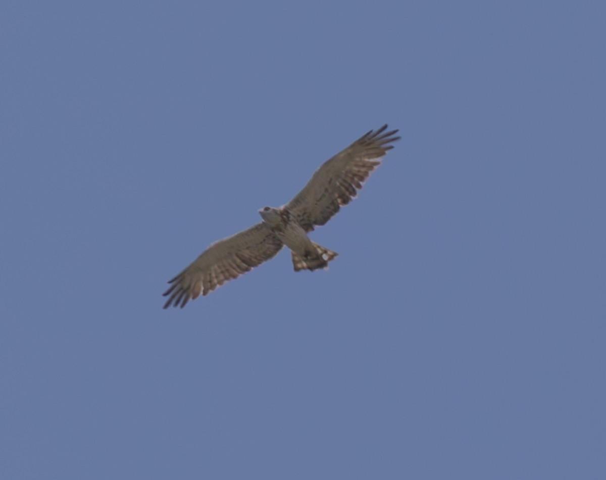 Short-toed Snake-Eagle - ML642559588