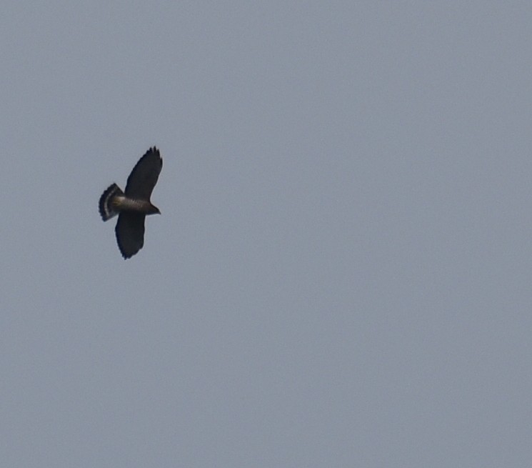 Broad-winged Hawk - ML642559598