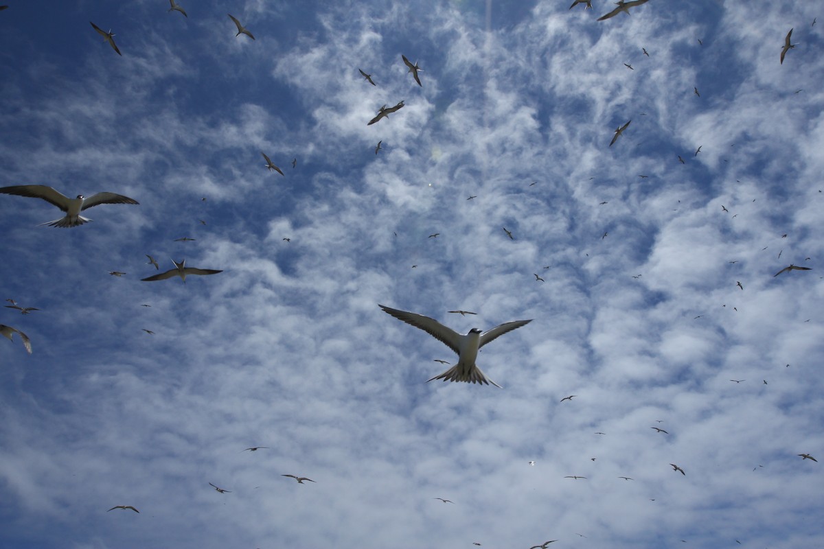 Sooty Tern - ML642559617