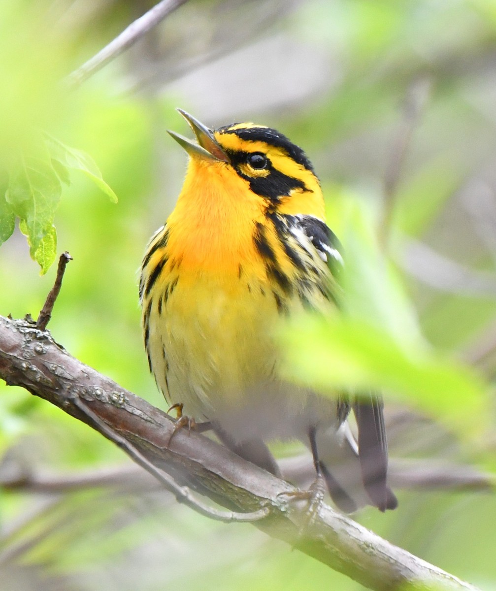 Blackburnian Warbler - ML642559620