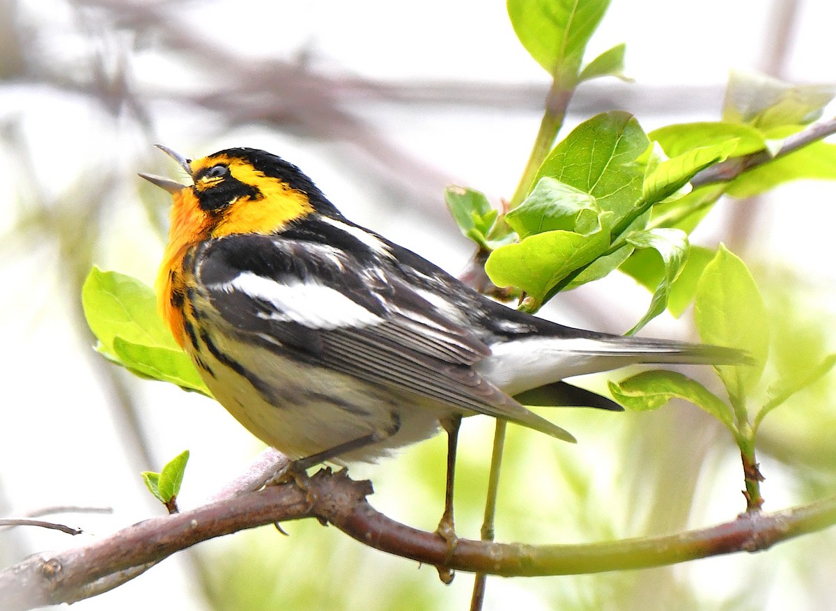 Blackburnian Warbler - ML642559621