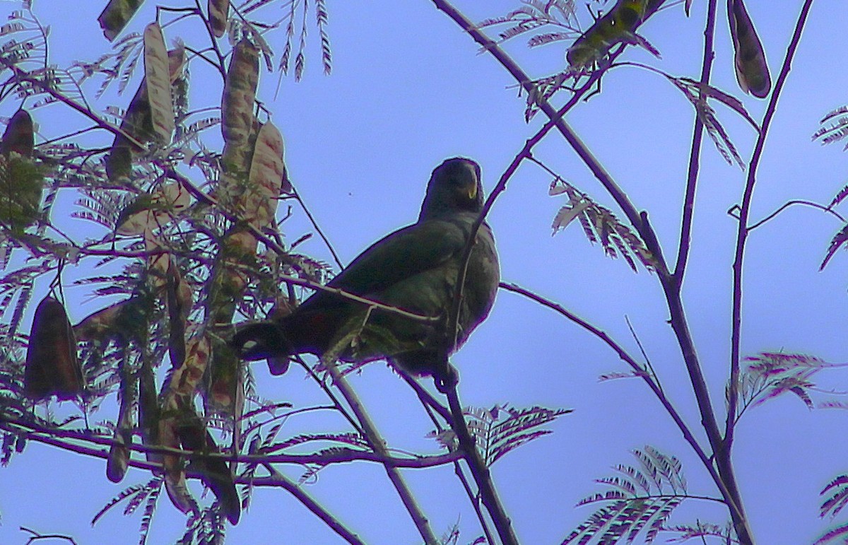 Scaly-headed Parrot - ML642559627
