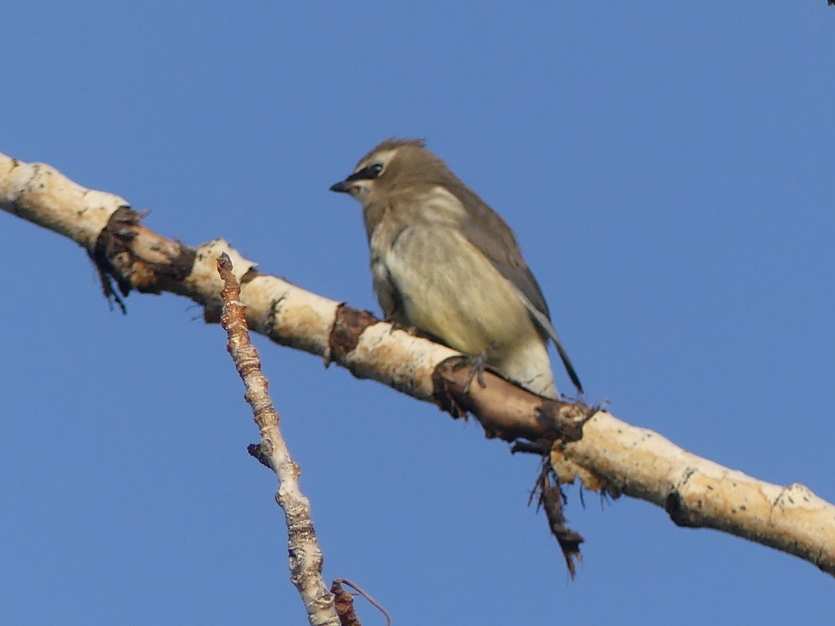 Cedar Waxwing - ML642559634