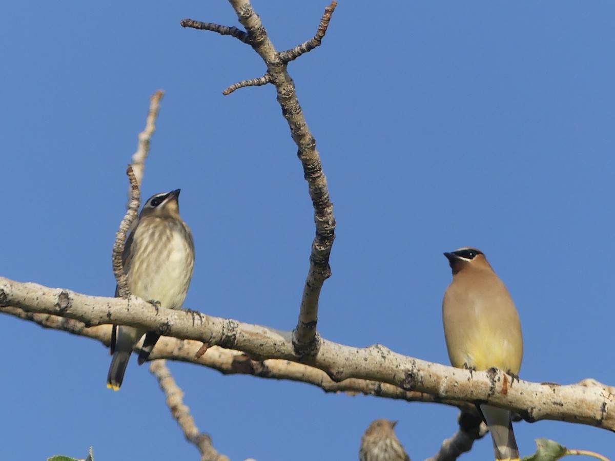 Cedar Waxwing - ML642559644