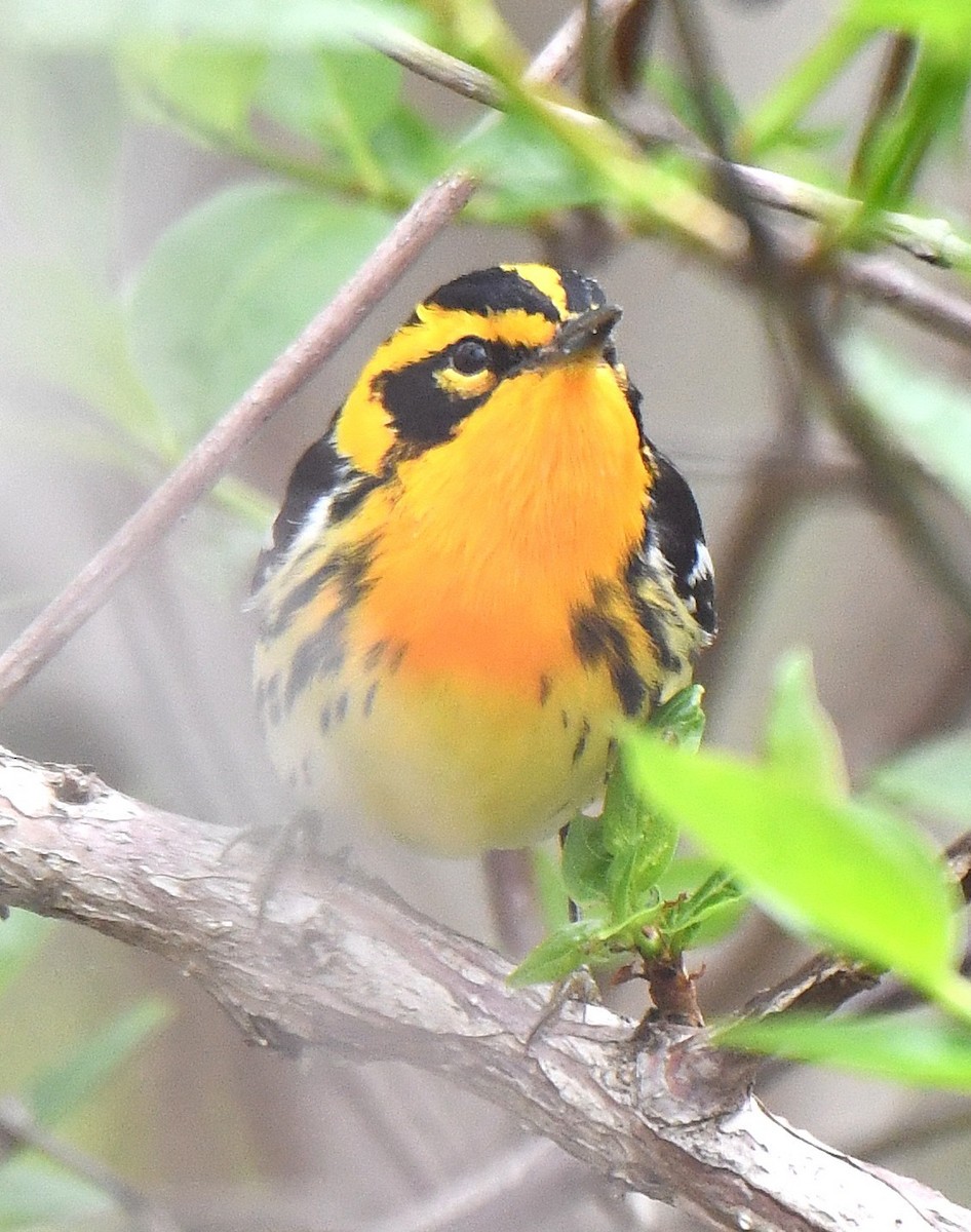Blackburnian Warbler - ML642559685