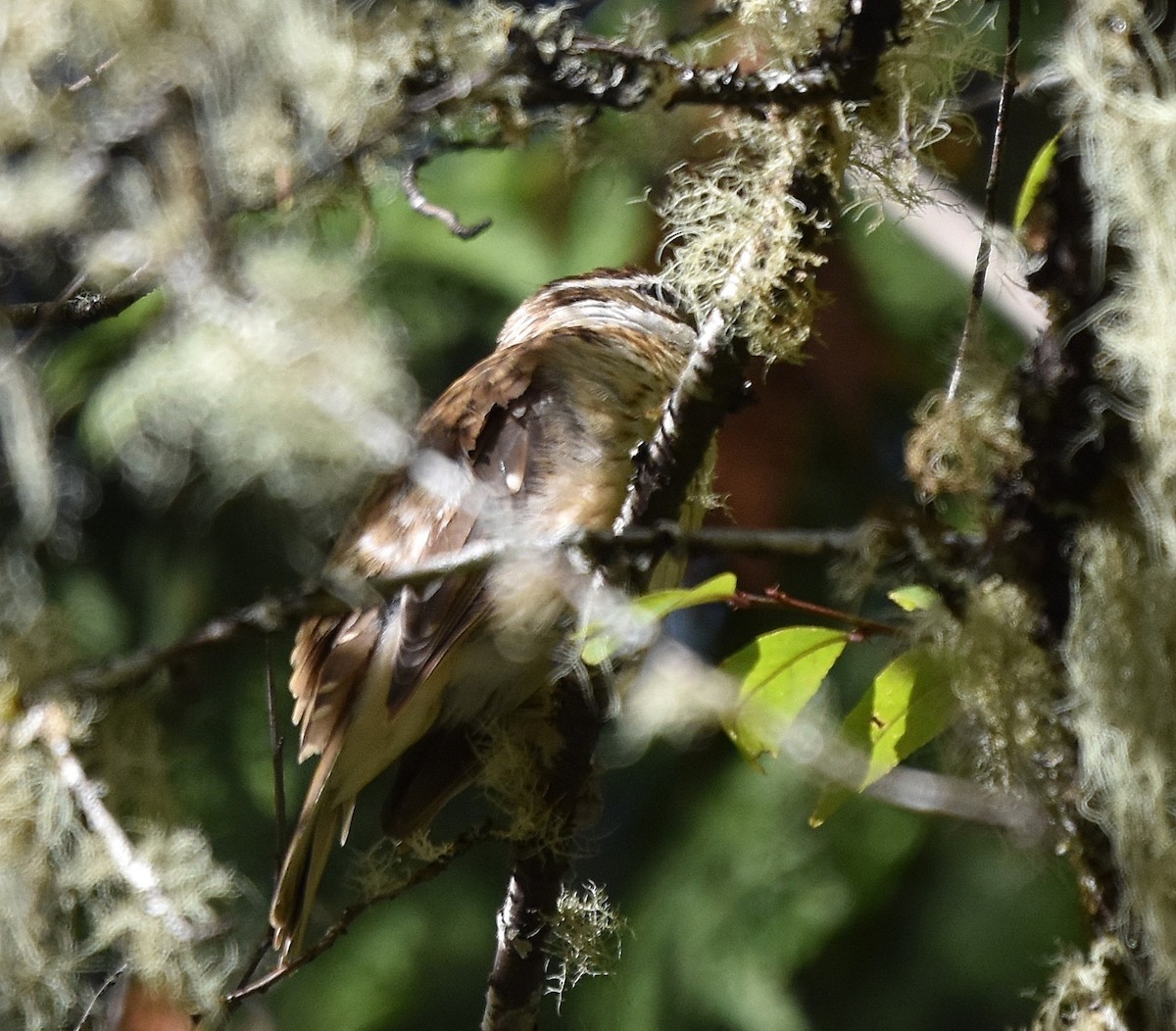 Black-headed Grosbeak - ML642559688