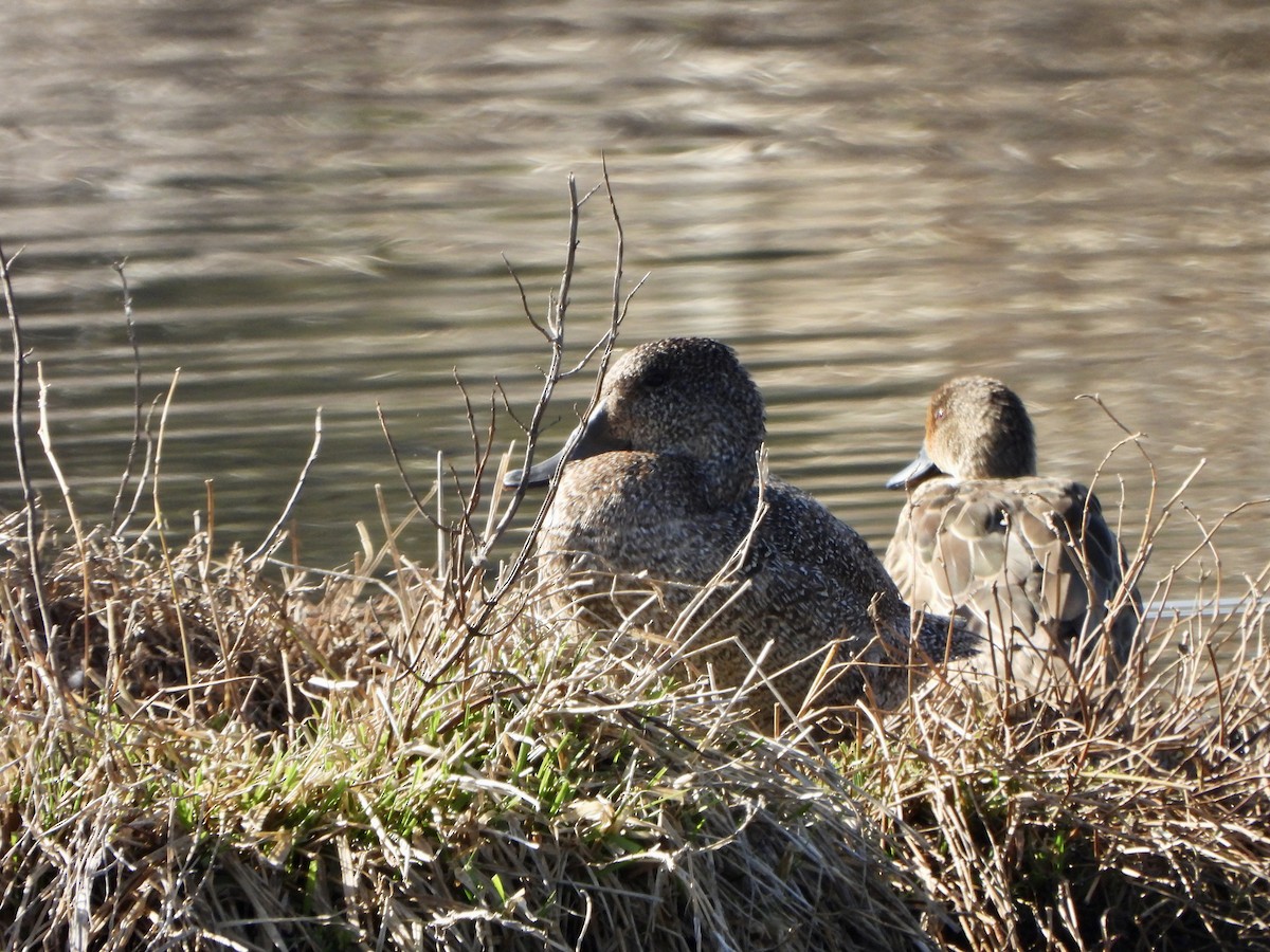 Freckled Duck - ML642559691