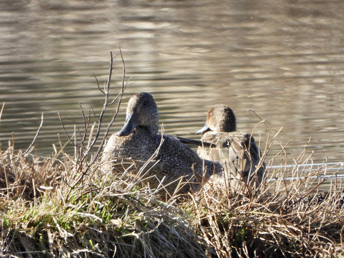Freckled Duck - ML642559697
