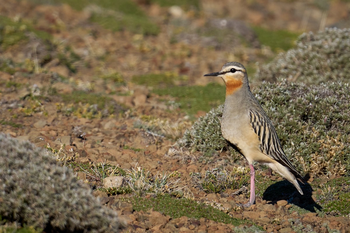 Tawny-throated Dotterel - ML642559701