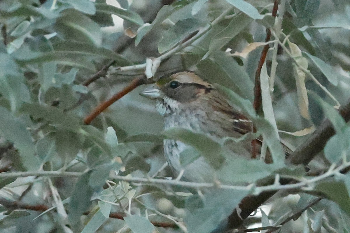 Белогорлая зонотрихия - ML642559737