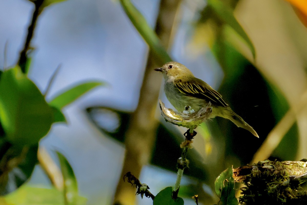 Mistletoe Tyrannulet - ML642559795