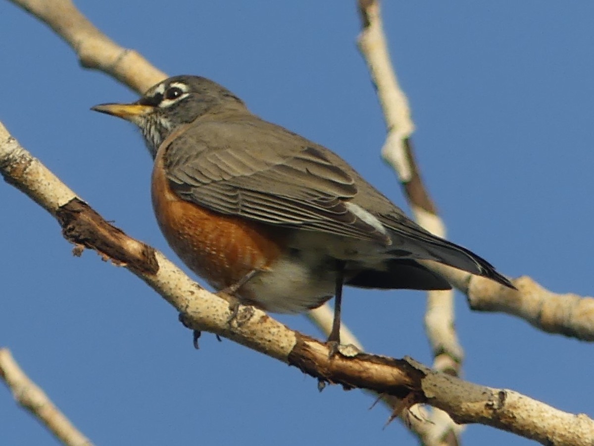 American Robin - ML642559812