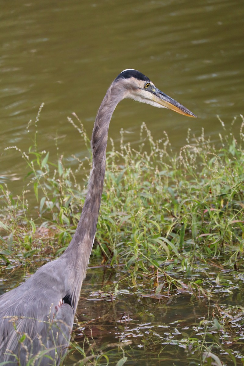 Garza Azulada - ML642559827