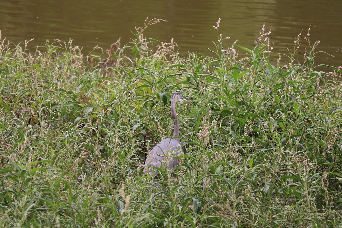 Garza Azulada - ML642559828