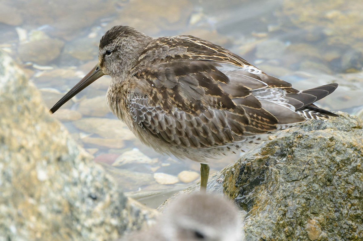 Short-billed Dowitcher - ML642559876