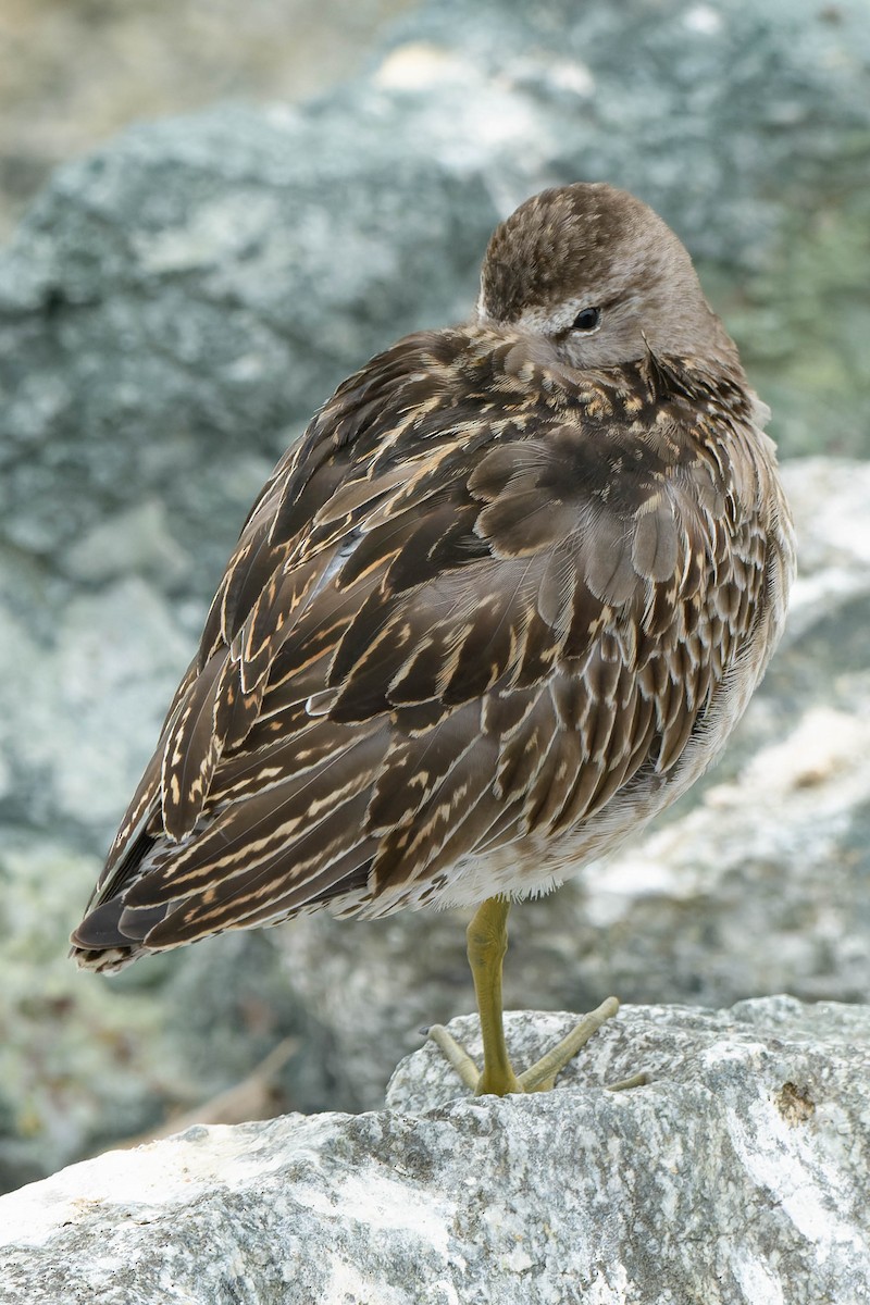 Short-billed Dowitcher - ML642559885