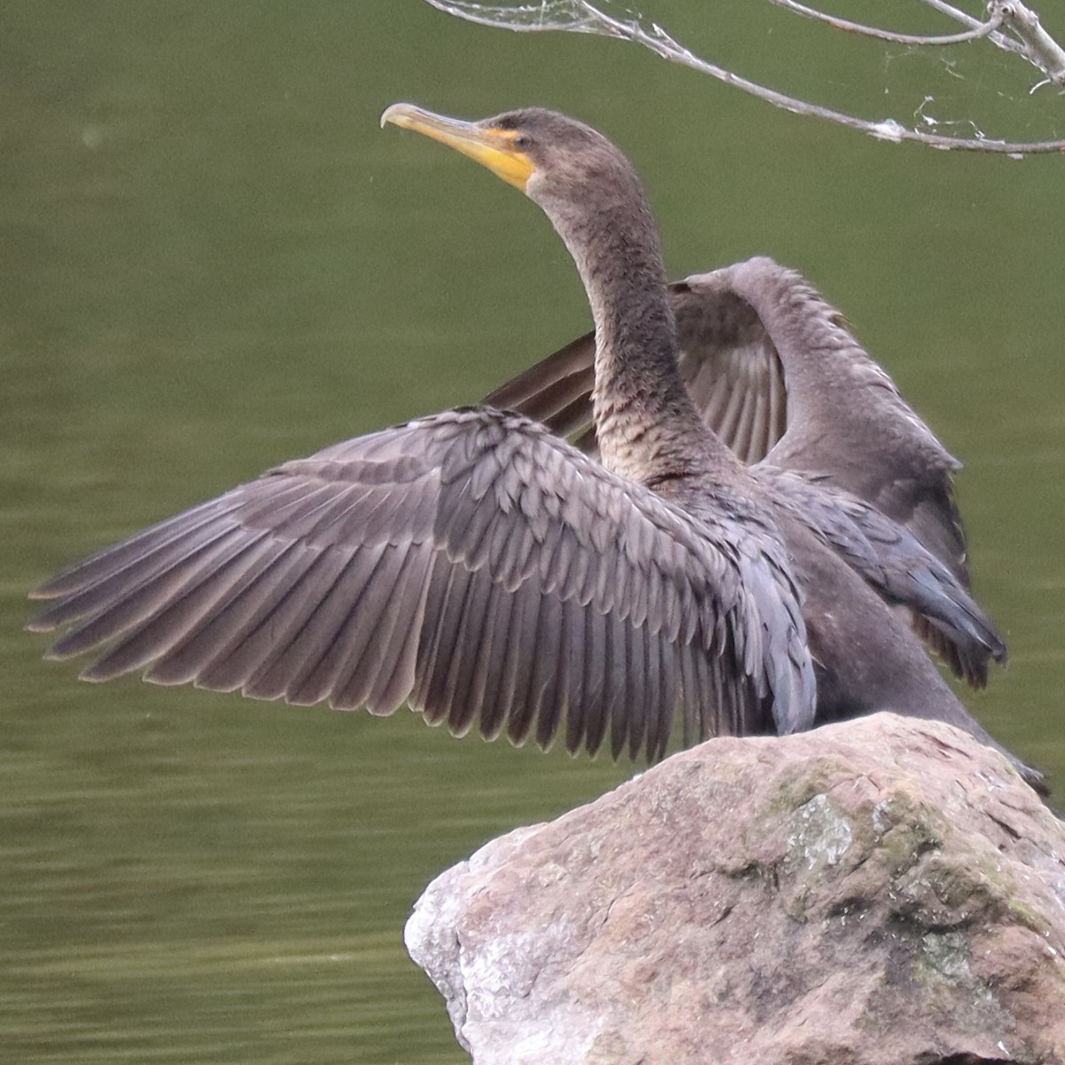 Cormorán Orejudo - ML642559896