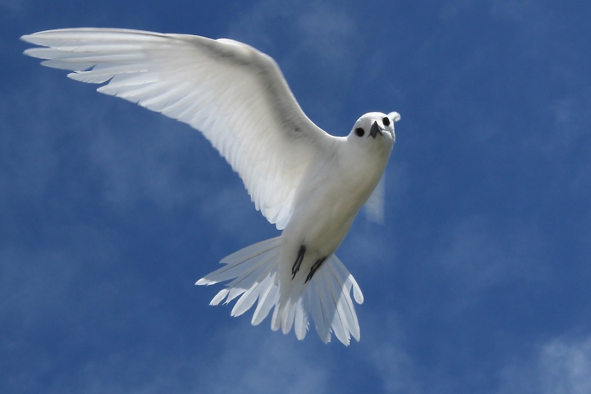White Tern - ML642559956