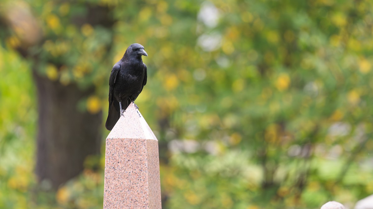 vrána americká - ML642559991