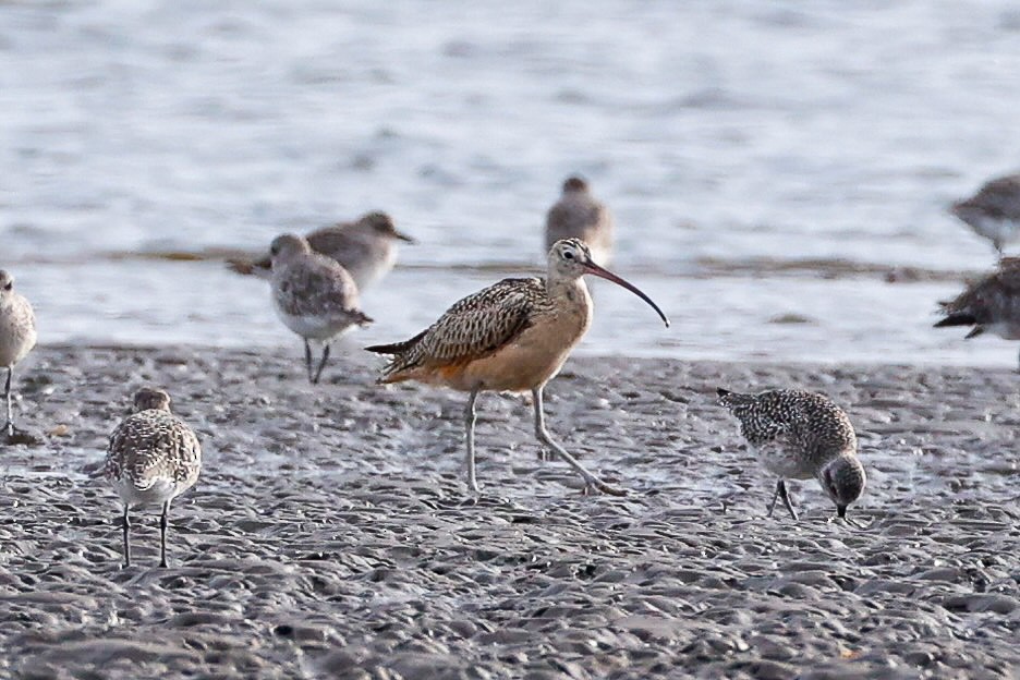 Long-billed Curlew - ML642560004
