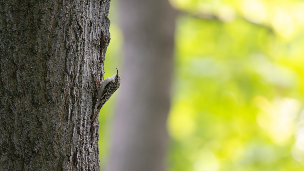 šoupálek americký - ML642560006