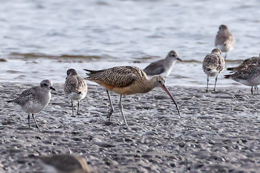 Long-billed Curlew - ML642560016