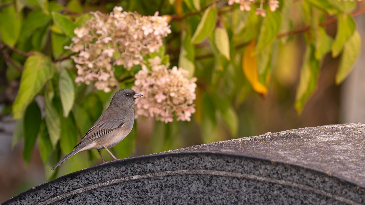 strnadec zimní - ML642560018