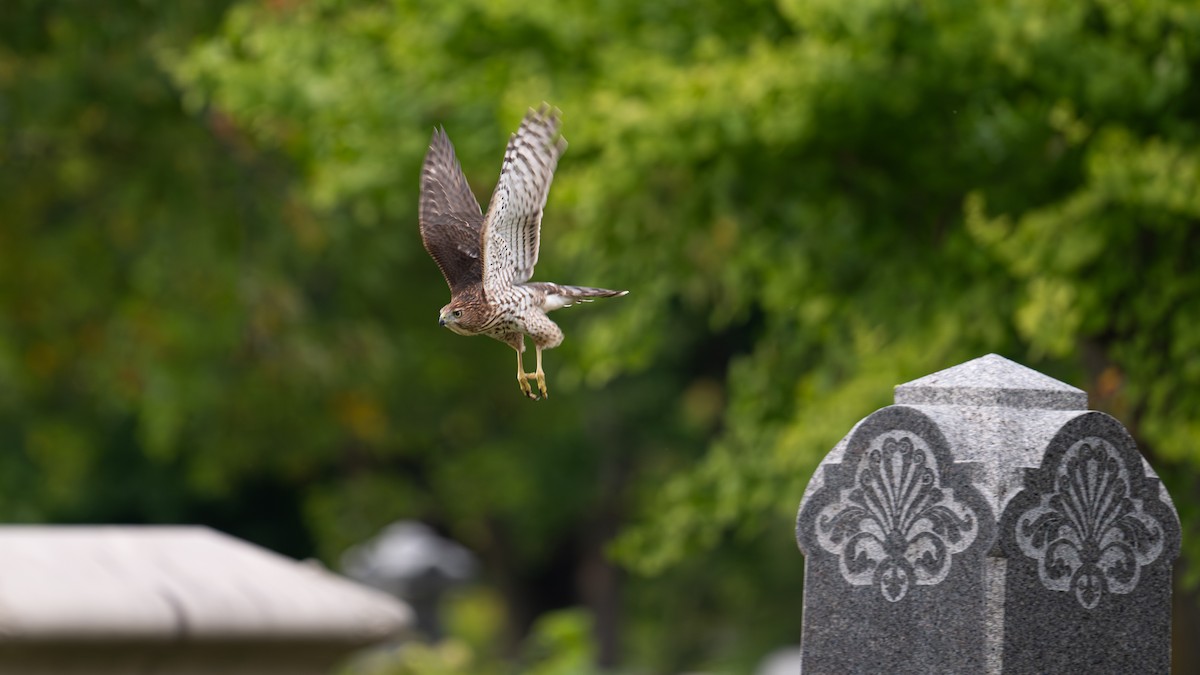 jestřáb americký - ML642560026