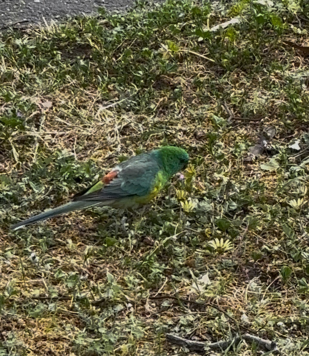 Red-rumped Parrot - ML642560057