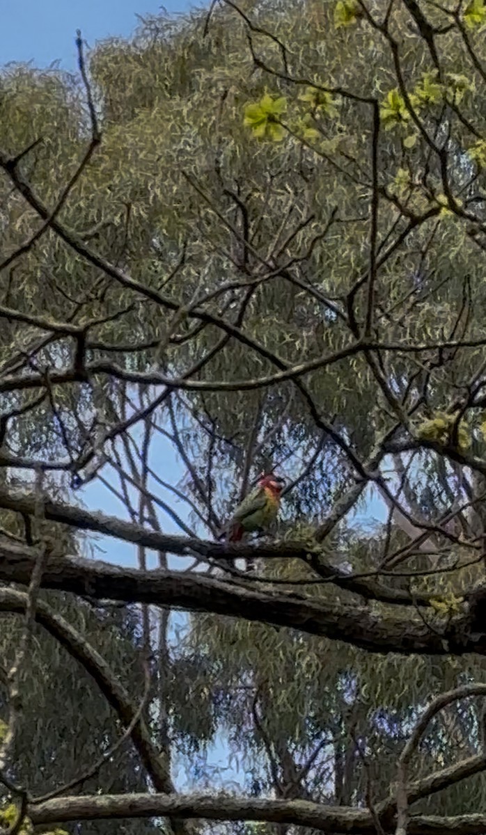 Eastern Rosella - ML642560066