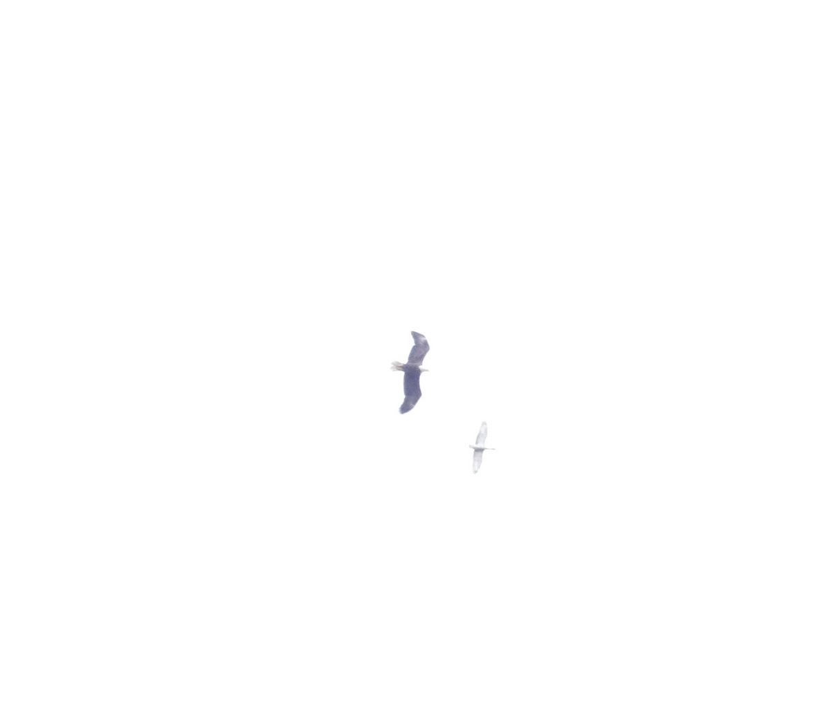 ハクトウワシ - ML642560067