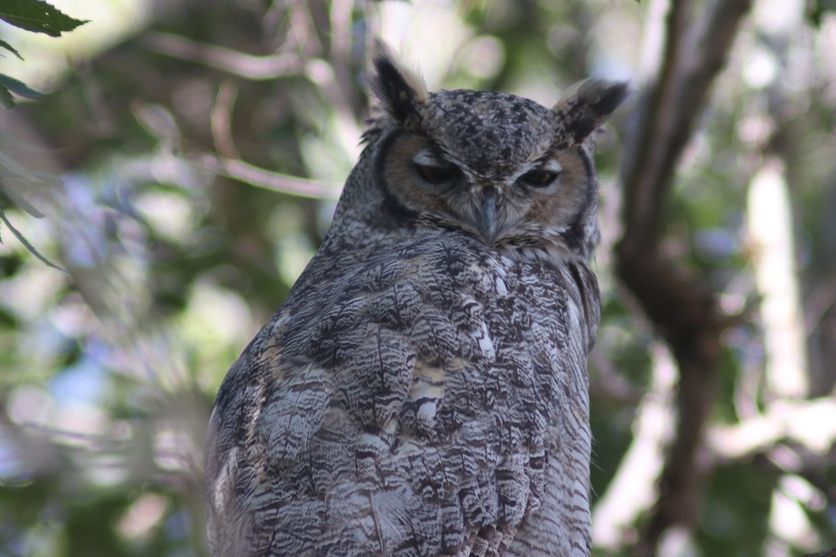 Great Horned Owl - ML642560068