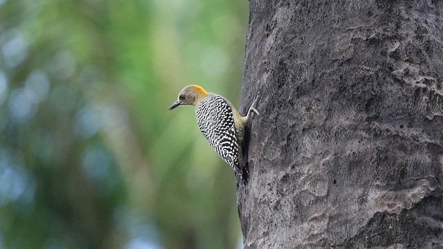 Hoffmann's Woodpecker - ML642560162