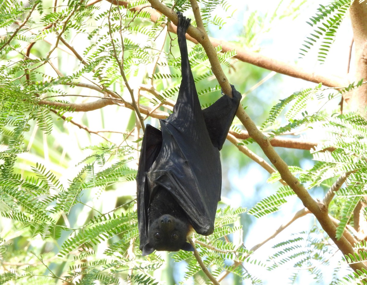 Animals - ML642560172