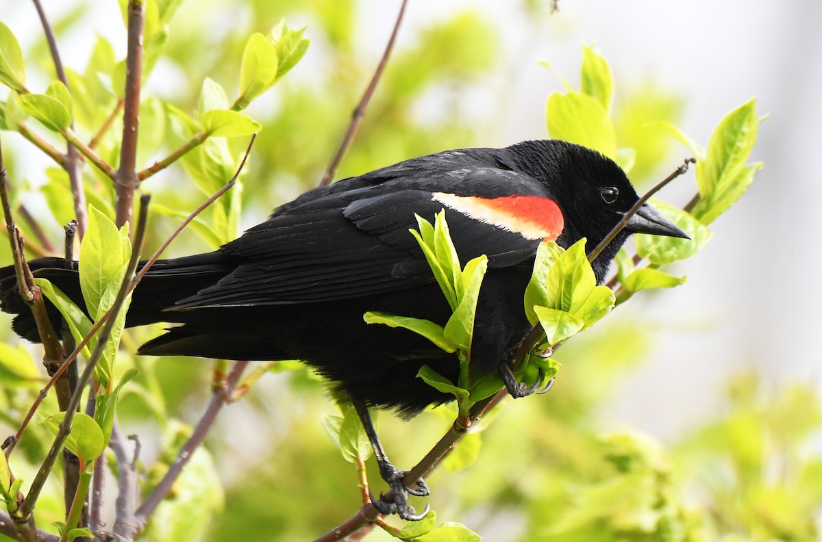 Red-winged Blackbird - ML642560203