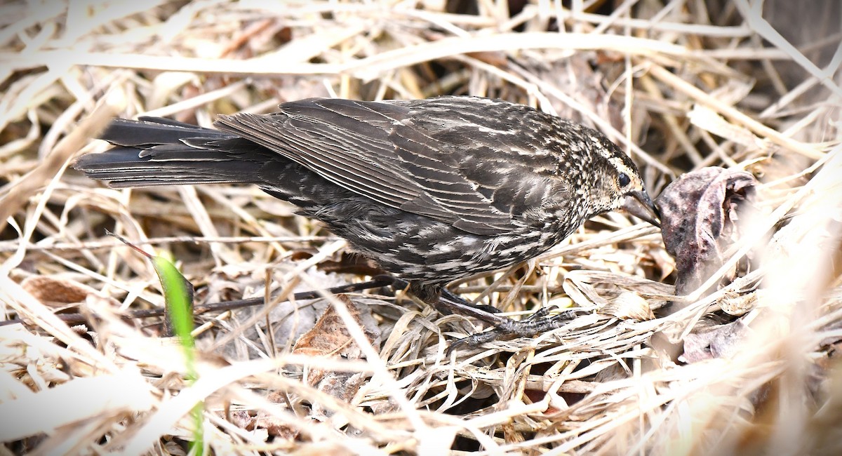 Red-winged Blackbird - ML642560204