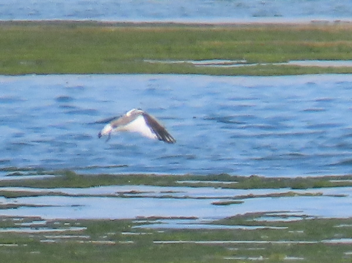 Sabine's Gull - ML642560252