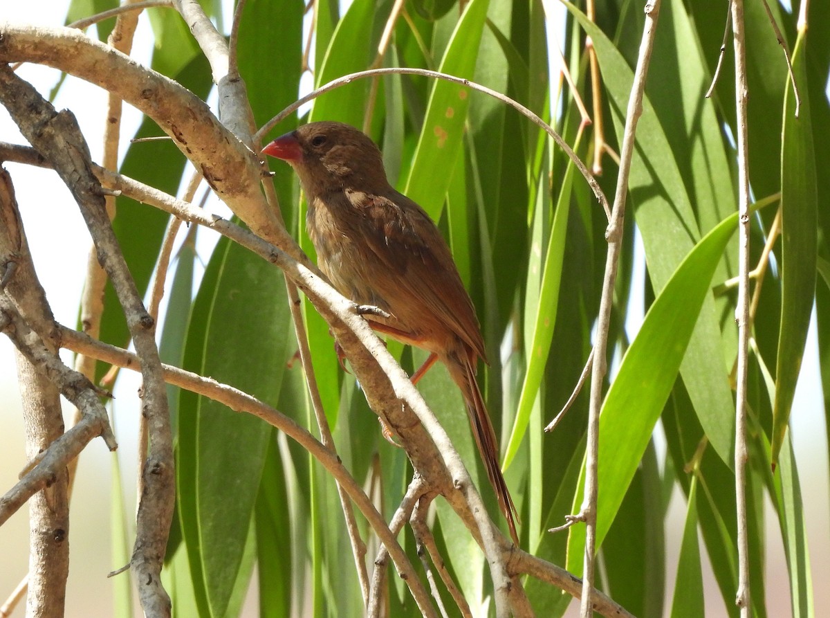 Crimson Finch - ML642560253